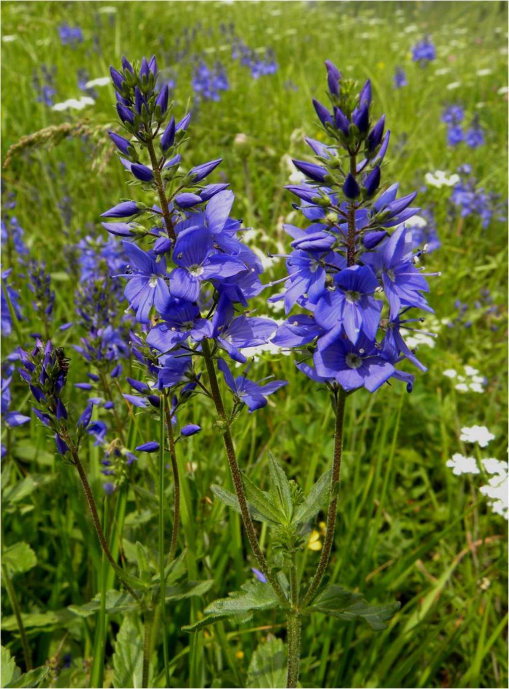 Veronica allionii